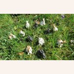Ostern wird auch im Puppenhaus gefeiert. 
In...