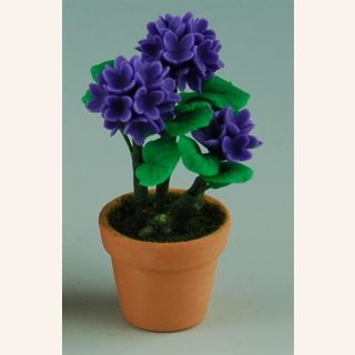 Violette Hortensie im Blumentopf