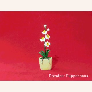 Weiße Orchidee im Blumentopf