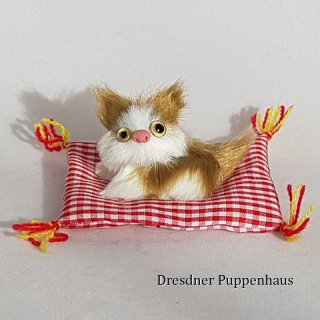 Flauschige rot-weiße Katze auf Decke